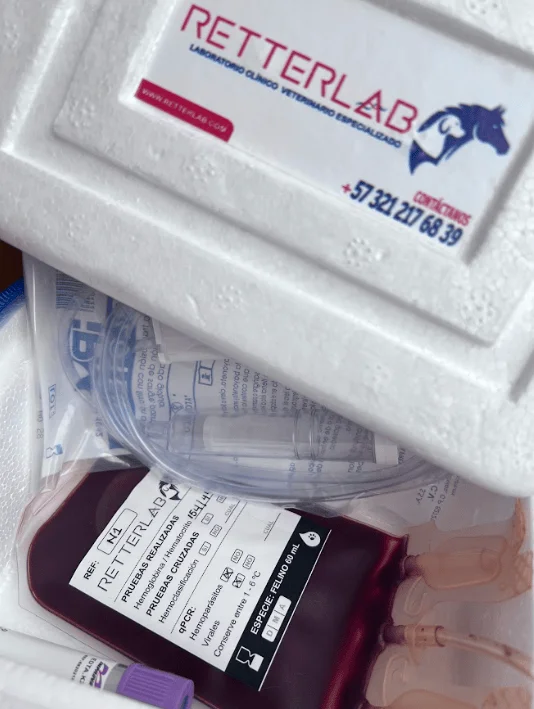 Procedimiento del banco de sangre veterinario